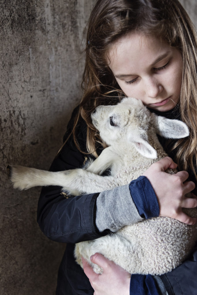 sheep-gestation